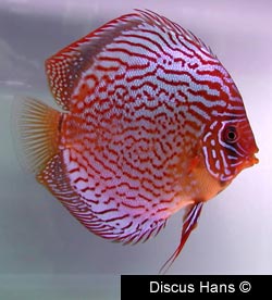 Red Scribbled Discus Fish