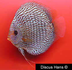 SnakeSkin Red Discus Fish